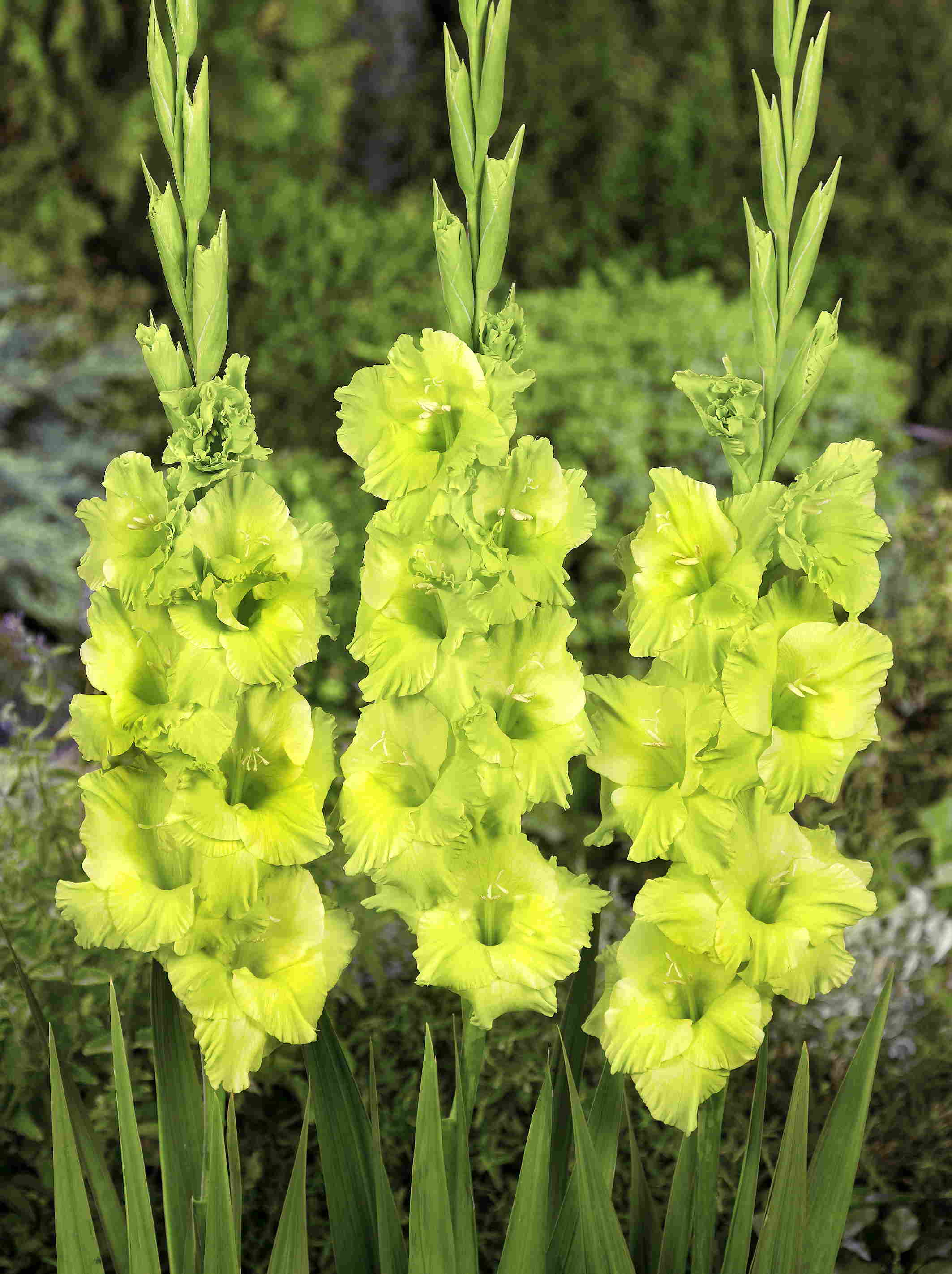 Green Star
